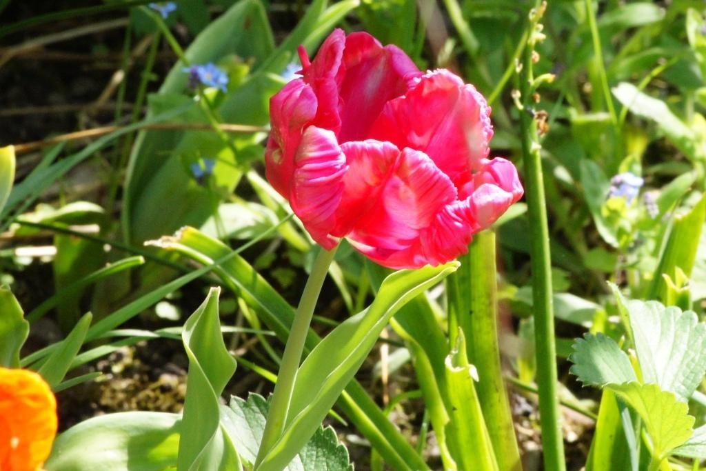 Tulipa Cerise Parrot - BIO-1