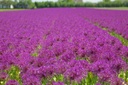 Allium Purple Rain - BIO-1