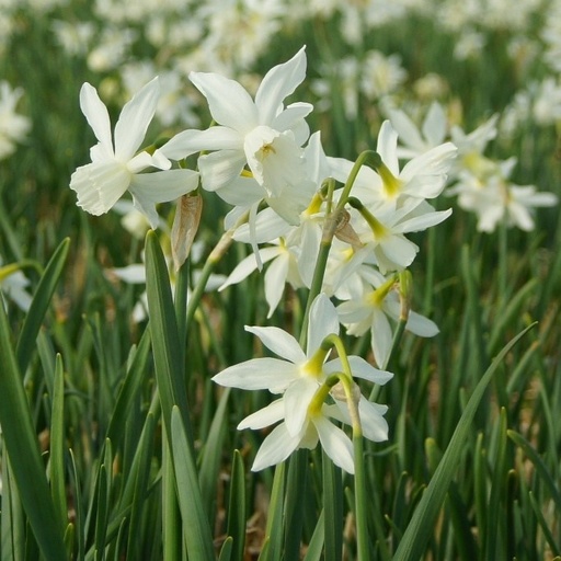 [A3003] Narcissus Thalia - BIO