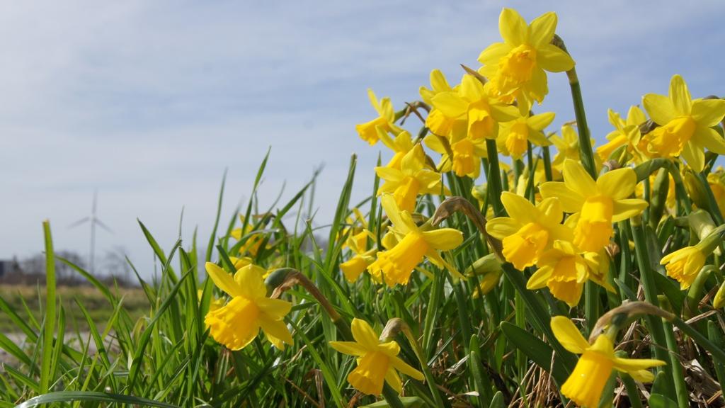Biologische Narcissen Tete-a-Tete in een weide