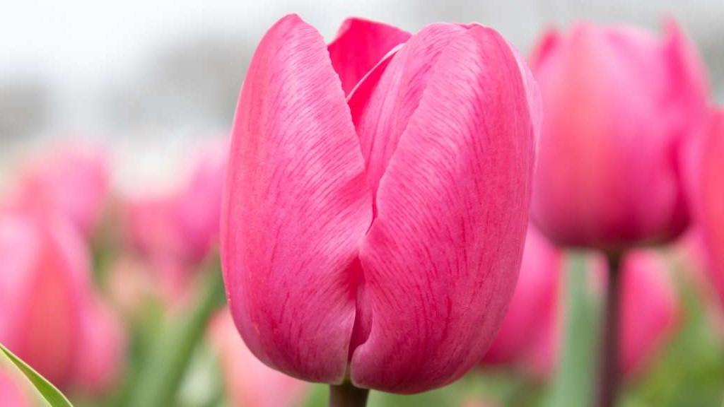 Biologische Tulp Tineke van der Meer