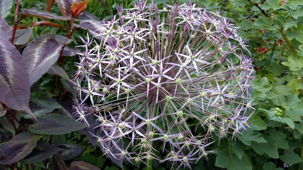 Biologische grote bloem van de Allium Christophii