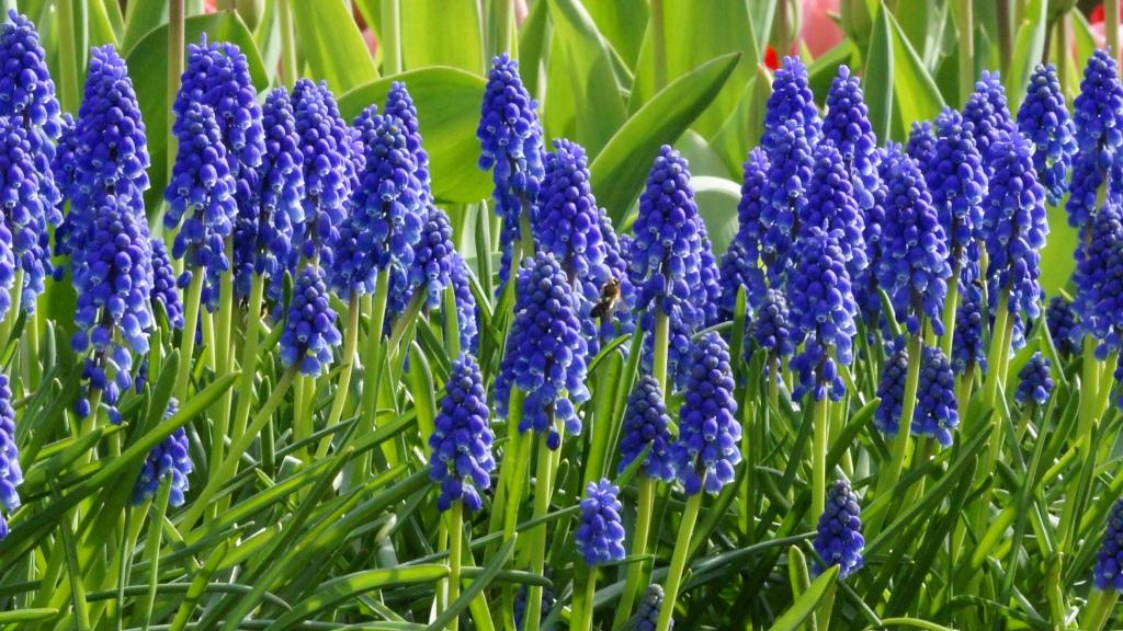 Biologische Blauwe Druifjes  in de tuin met een bij