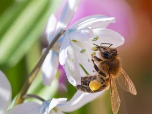 Bij op een biologische bloem