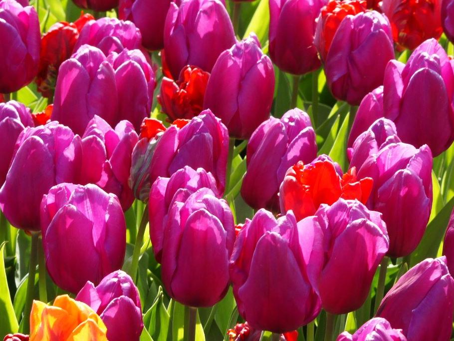 Biologische Tulipa Purple Prince tussen andere tulpen
