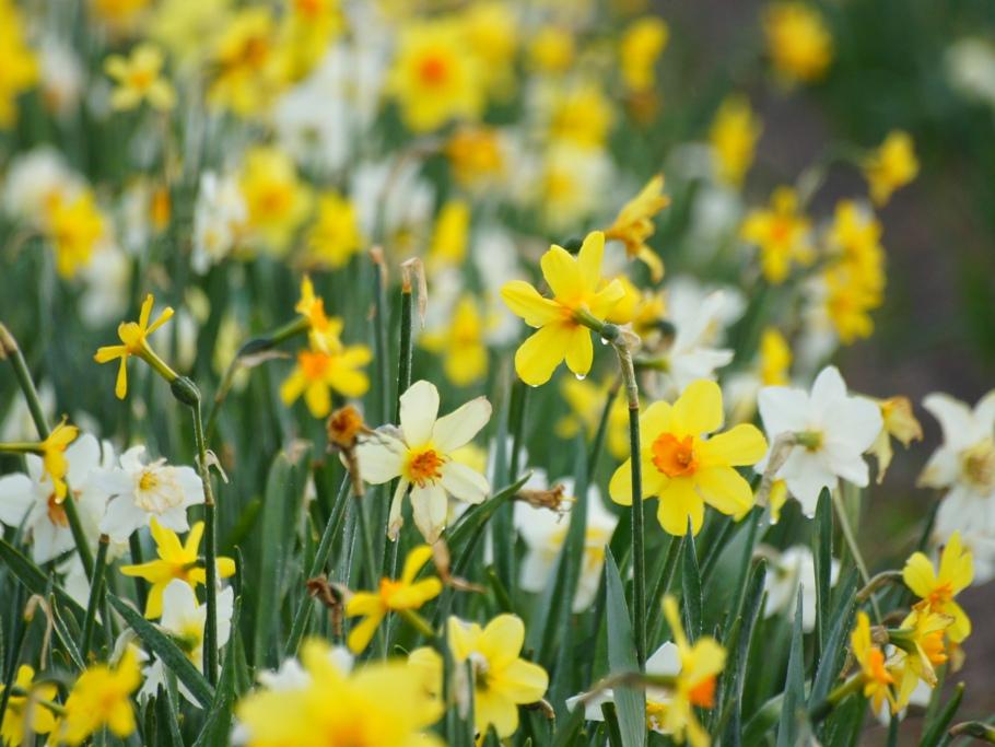 Gemengde biologische Narcissen in de tuin