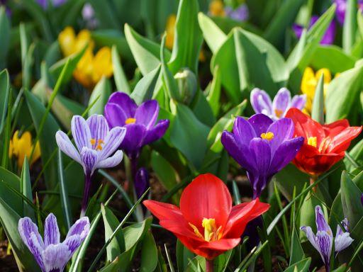 Verschillende kleuren biologische krokussen bij elkaar