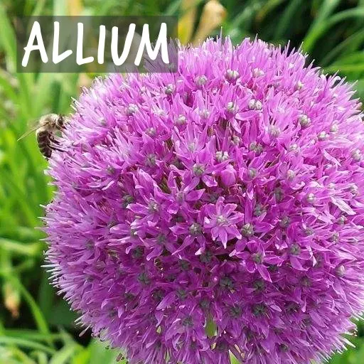 Natural Bulbs | Biologische Alliums