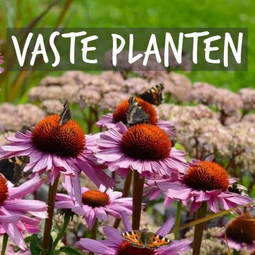 Biologisch gekweekte vaste planten Natural Bulbs