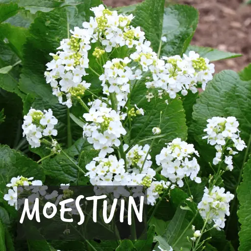 Biologische gekweekte planten voor in je moestuin Natural Bulbs