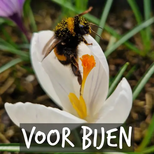 Biologische bloembollen voor bijen