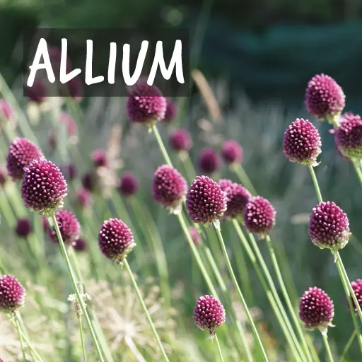 Biologische Alliumbollen