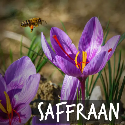 Biologische Krokus Sativus - Saffraan krokus