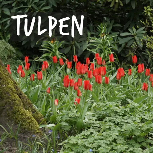 Biologische Tulpenbollen