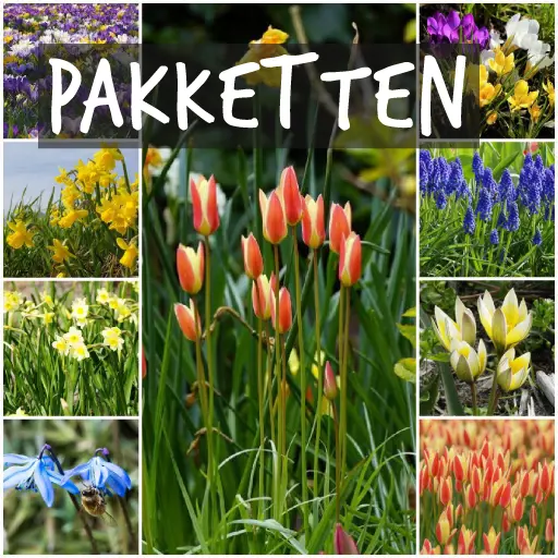 Pakketten met biologische bloembollen