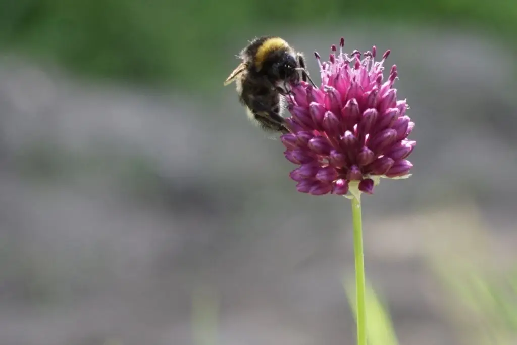 Hommel op biologische sierlook allium sphaerocephalon
