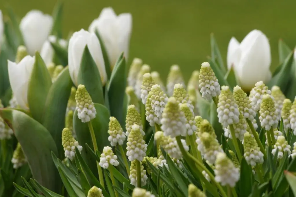 Wit druifje met witte tulp op de achtergrond