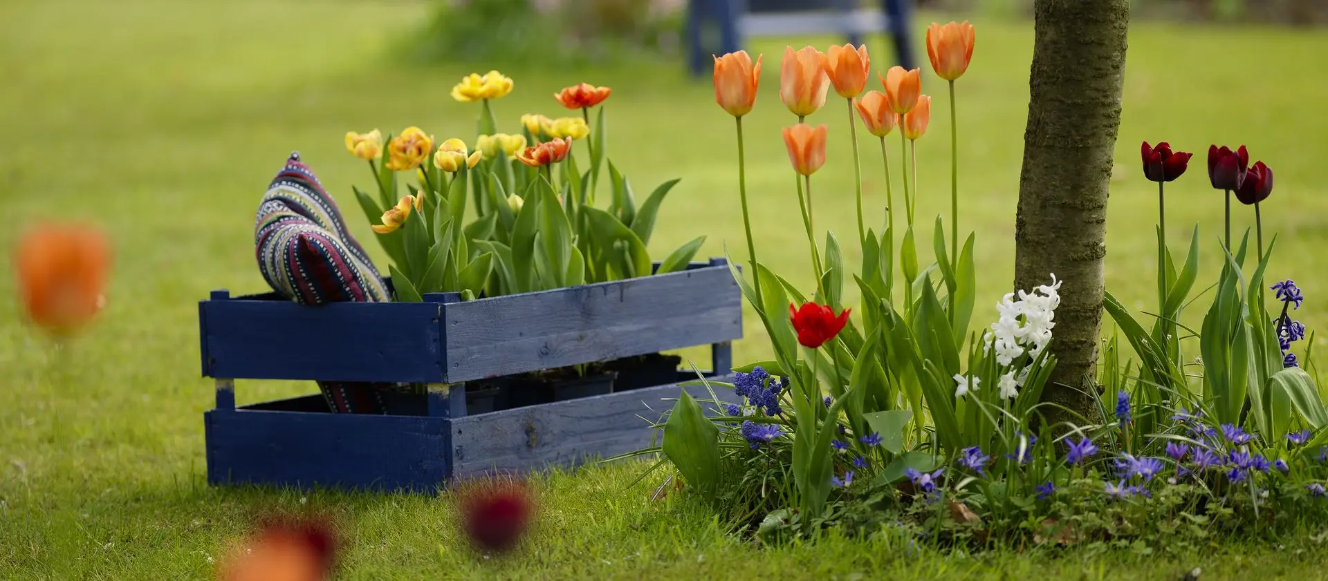Frisse tulpen die bloeien in de tuin