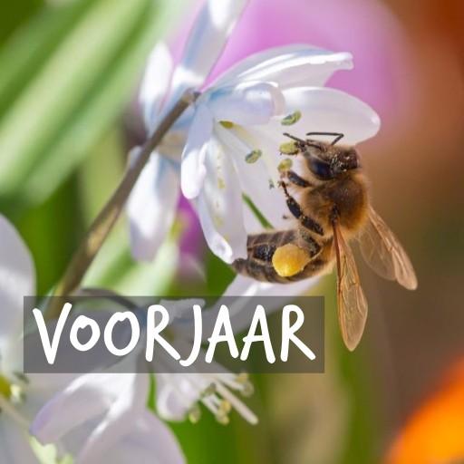 Klik hier om de voorjaarsbloeiers te bekijken