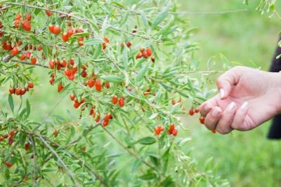 Arbre fruitier baie de Goji - Pépinière en ligne