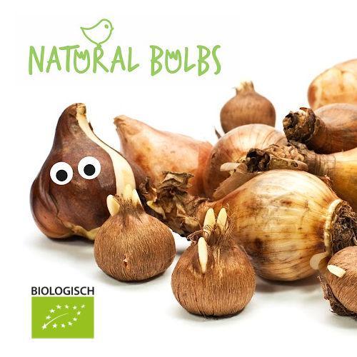 (c) Naturalbulbs.nl