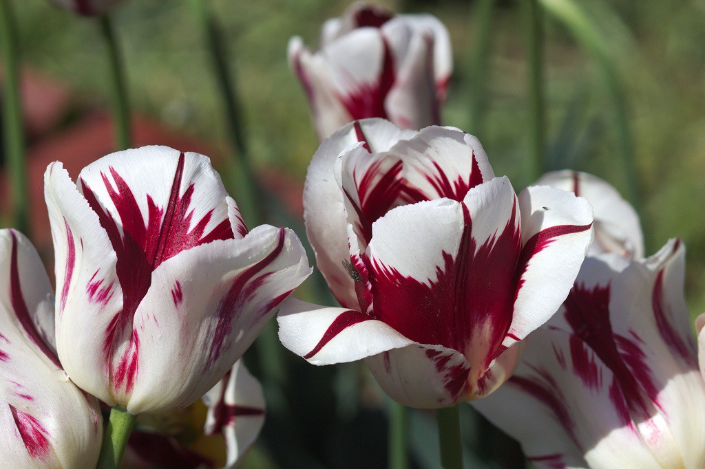 Tulipa Grand Perfection - BIO-1