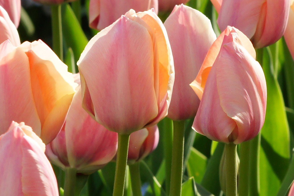 Tulipa Salmon van Eijk - BIO-1