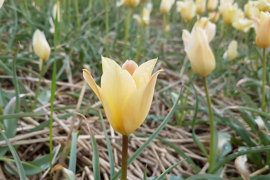 Tulipa batalinii Bronze Charm - BIO-1