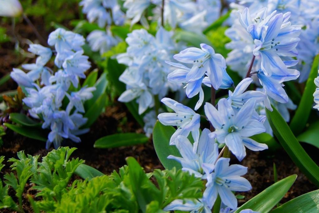 Scilla Mischtschenkoana - BIO-1