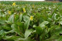 Erythronium Pagoda - BIO-1