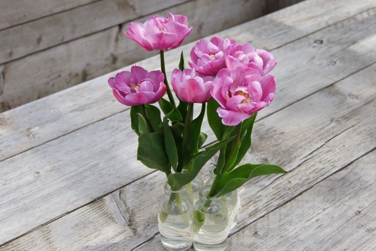 Tulipa Tabledance - BIO-2