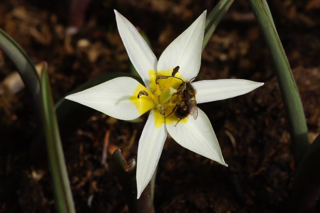 Tulipa Turkestanica - BIO-3