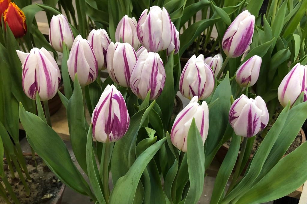 Tulipa Flaming Flag - BIO-3