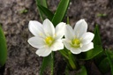 Ornithogalum balansae - BIO 