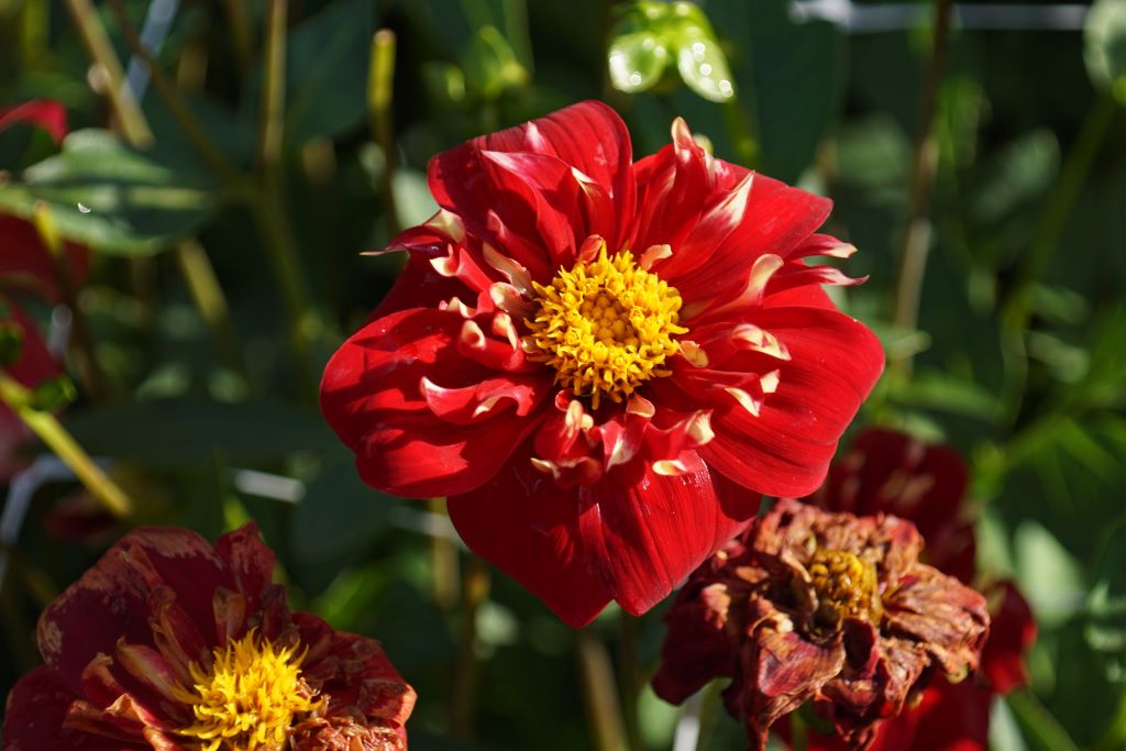 Dahlia Festivo - BIO