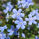 Brunnera 'Alexanders Great' - BIO