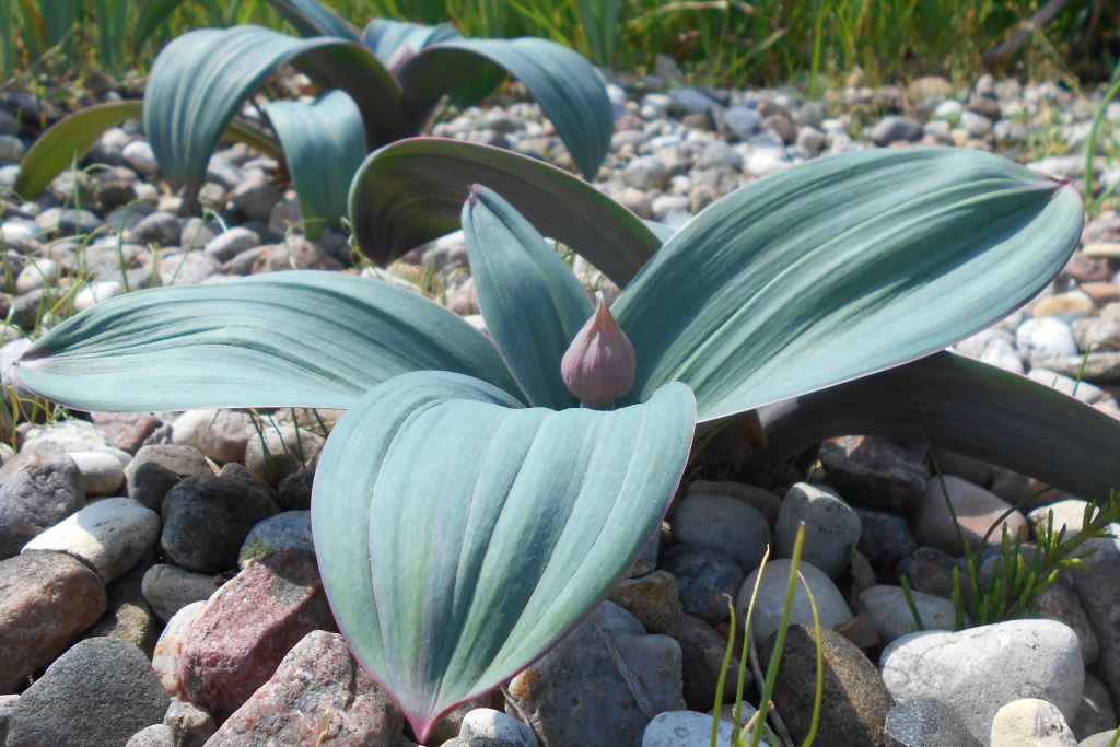 Allium Karataviense  Red Giant - BIO