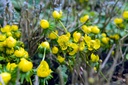 Eranthis cilicica - BIO