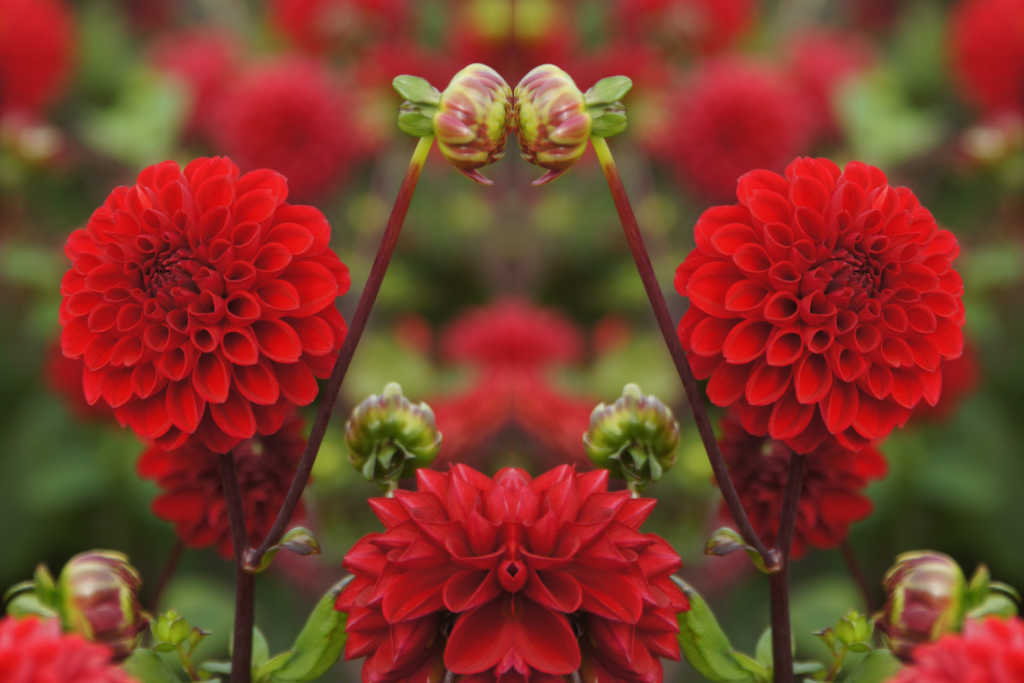 Dahlia Viking - BIO