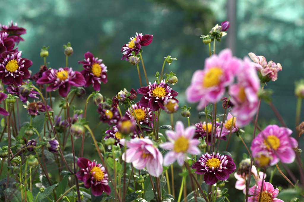 Dahlia Bijenmix Halskraag - BIO