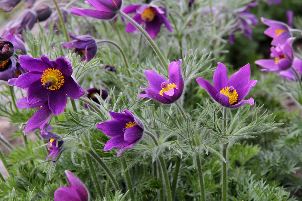 Pulsatilla vulgaris - BIO