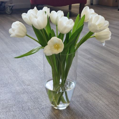 Bos Bio Tulpen Wit