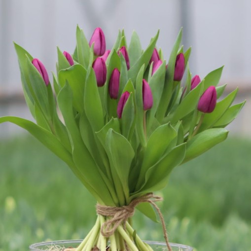 Bos Bio Tulpen Paars