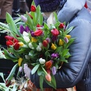 Bos Bio Tulpen Gemengd