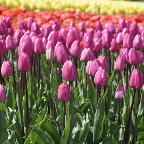 Bos Bio Tulpen Roze - BIO