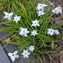 Ipheion Uniflorum - BIO