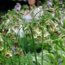 Nectaroscordum Bulgaricum - BIO