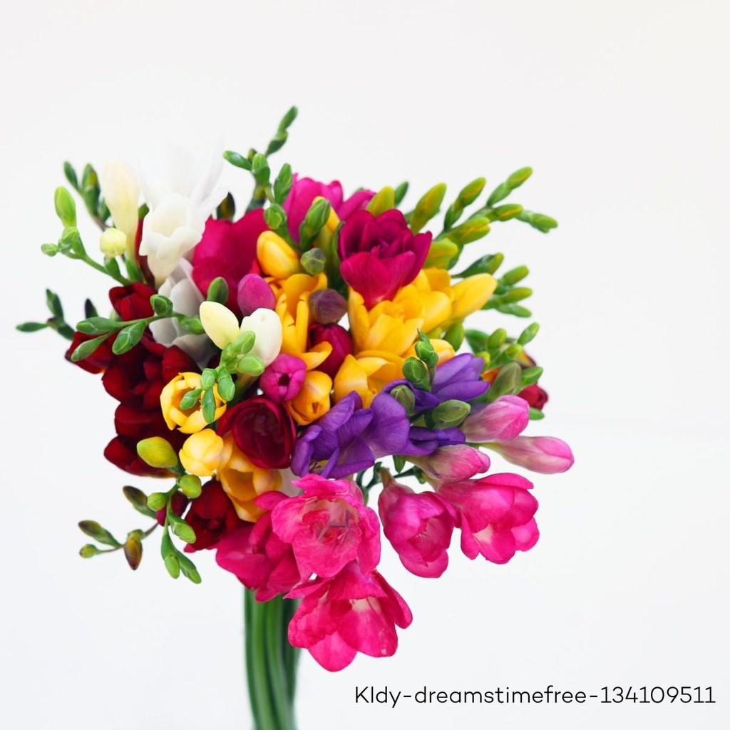 Freesia Mix - BIO 