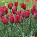 Tulipa Strong Love - BIO
