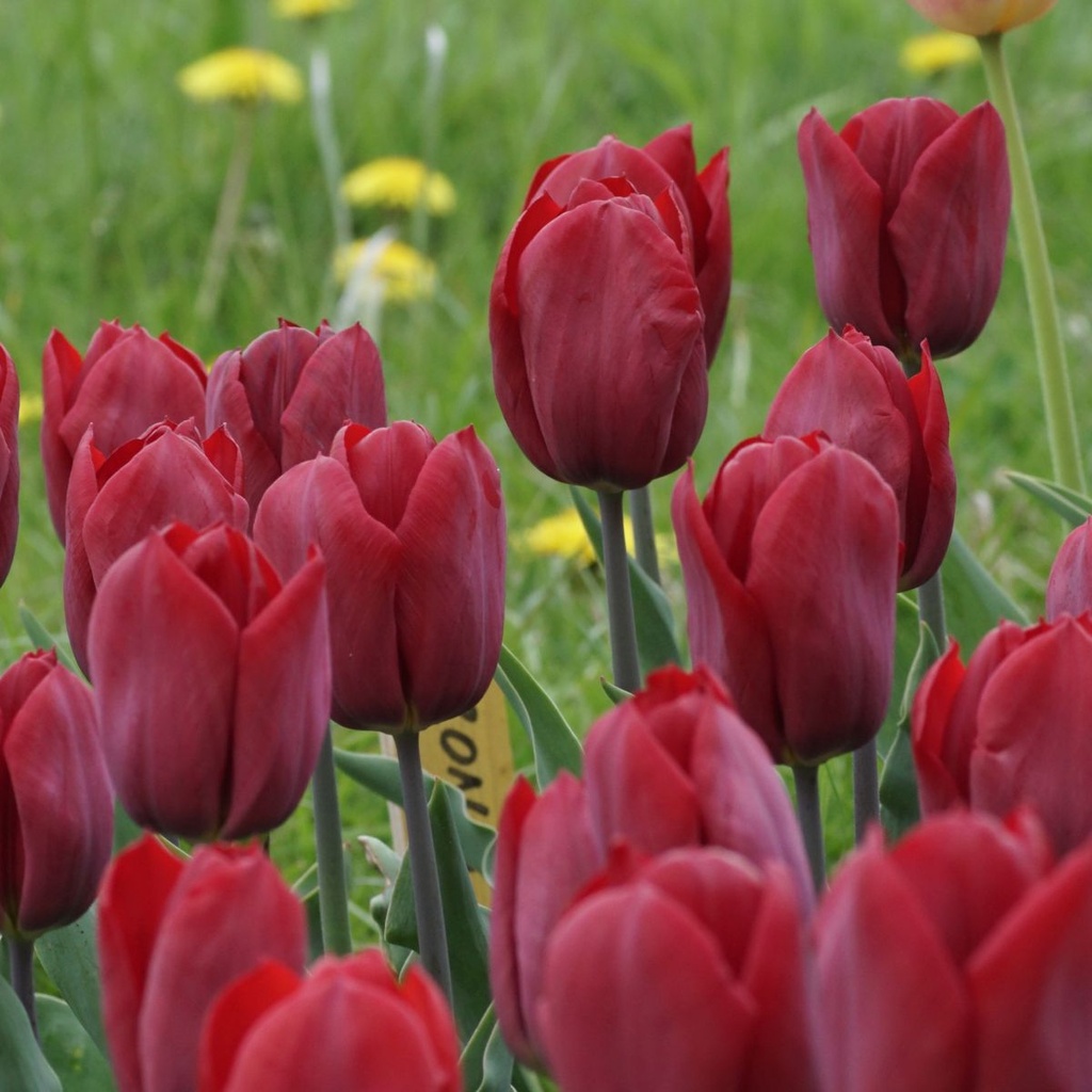 Tulipa Strong Love - BIO